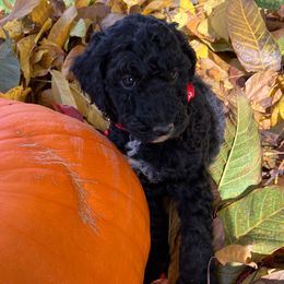 Red collar - Black male Goldendoodle puppy in Burien, Washington from South Sound Doodles