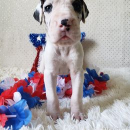 Great Dane Puppies from Gentle Giants of Tennessee Great Danes