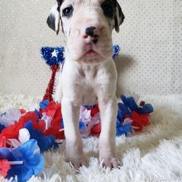 Great Dane Puppies from Gentle Giants of Tennessee Great Danes
