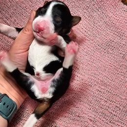 Candy - Tri-color female Bernedoodle puppy in Decatur, Georgia from So Adoodable