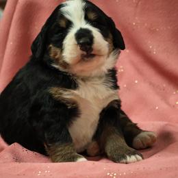Ivy - Black rust and white female Bernese Mountain Dog puppy in Elkton, Maryland from Bernese Beauties