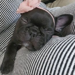 French Bulldog Puppies from Edna's Homegrown Frenchies