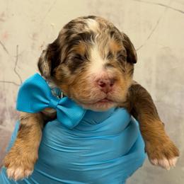 Heath - Chocolate merle male Bernedoodle puppy in Richmond, Texas from Harper’s Heartbeats