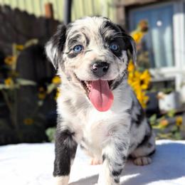 Dolly (Pink collar) - Blue merle female Australian Shepherd puppy in Coulee City, Washington from Mr and Mrs Doodle Farm