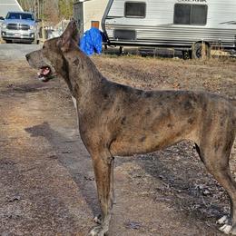 Nebula - Great Dane