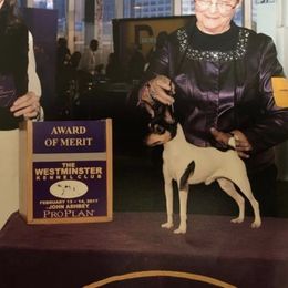 Mr.  Miyagi - Toy Fox Terrier