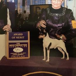 Mr.  Miyagi - Toy Fox Terrier
