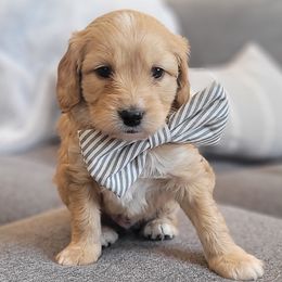 Jorgeson - Cavapoo puppy in Kaysville, Utah from Hill Farms Cavapoos