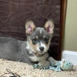 "Silvie " Pembroke Welsh Corgi Puppies from Gotta Chase Em All Corgis