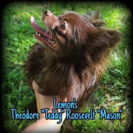 "Teddy Mason" or "Teddy" - Chihuahua