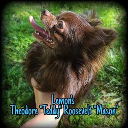 "Teddy Mason" or "Teddy" - Chihuahua
