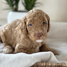 Girl 5 - Red  Poodle puppy in Utah from Red Mountain Poodles