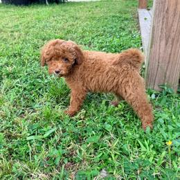 Louie - Red  male Goldendoodle puppy in Cocoa, Florida from The Beach Doodles