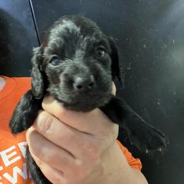 Booker-Boy3 - Black male Dachshund puppy in Bigfork, Minnesota from Dachshunds Up North