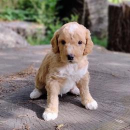 Rolo - Cream male Australian Labradoodle puppy in Harrisonburg, Virginia from Crown Doodles