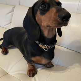 Dachshund Puppies from Meyerhaus (Weenie-Corn Ranch)