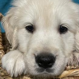 Piper - Light golden female Golden Retriever puppy in Ennis, Texas from Amberidge Golden Retrievers