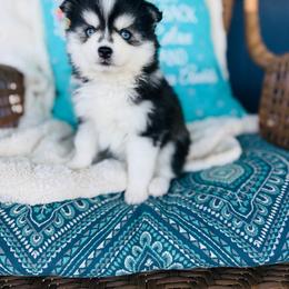 Martini - Black and white female Pomsky puppy in Yavapai County, Arizona from Pawsh Pomskies