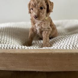 Bernedoodle, Goldendoodle, and Poodle Puppies from Central Valley Canine Companions