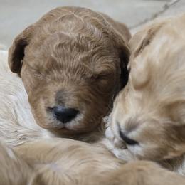 Theo - Red  male Goldendoodle puppy in Crawfordsville, Indiana from Winding Creek Ranch Doodles