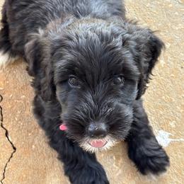 Daisy - Black female Goldendoodle puppy in Casselberry, Florida from My Little Doodle
