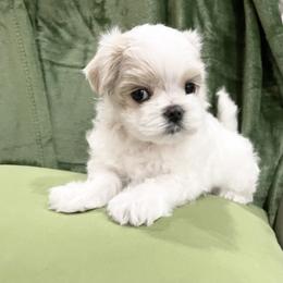 Maltese and Yorkshire Terrier Puppies from Precious Paws Maltese and Yorkies