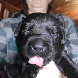 Male 1 - Black male Labrador Retriever puppy in Andrews, South Carolina from Leyland Cypress Retrievers