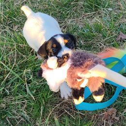 Companion Cross, Russell Terrier, and Yorkshire Terrier Puppies from Working W Kennels