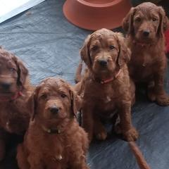 Irish Doodle Puppies from Morningside Doodles