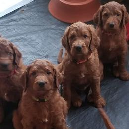 Irish Doodle Puppies from Morningside Doodles