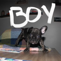 Spunk - Black male French Bulldog puppy in Whittier, California from West Coast Bullies & Frenchies