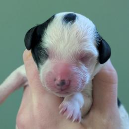 Envy - Parti female Poodle puppy in Salem Township, Maine from Moirae Poodles