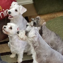Miniature Schnauzer Puppies from Sonia's Pack Schnauzers for ever.