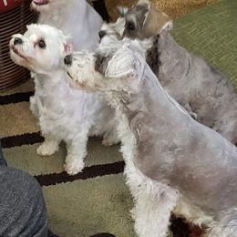 Miniature Schnauzer Puppies from Sonia's Pack Schnauzers for ever.