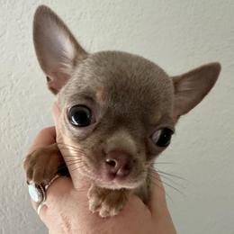 Sunshine - Chocolate blue female Chihuahua puppy in Coweta, Oklahoma from Green Country Chihuahuas