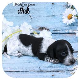 INK - AKC Registered - Black male Dachshund puppy in Graceville, Florida from Misty's 101 Doxies