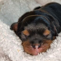 Cavalier King Charles Spaniel Puppies from The Country Beehouse