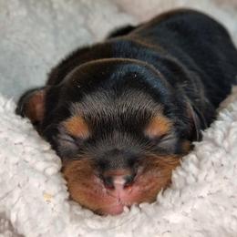 Cavalier King Charles Spaniel Puppies from The Country Beehouse