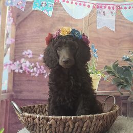 Poodle Puppies from Krystyana's Poodles