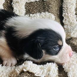 Jake - Blue male Pembroke Welsh Corgi puppy in Mount Nebo, West Virginia from Summersville Corgis of Groves Farm