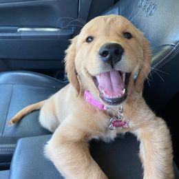 Golden Retriever Puppies from TC's Golden Ranch