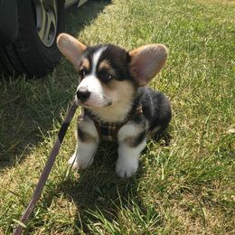 Pembroke Welsh Corgi Puppies from Signature Corgis