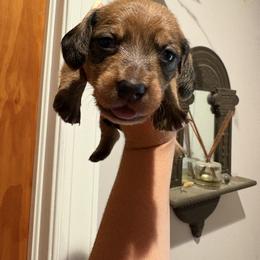 Girl 2 - Brindle female Dachshund puppy in Columbiana, Alabama from Tonya's Dachshunds