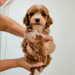 Pick of the Litter Boy Red Tuxedo - Red  male Goldendoodle puppy in Clarksville, Tennessee from Tennessee Goldendoodles, since 2014