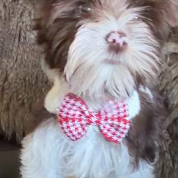 St.Cloud - Parti male Yorkshire Terrier puppy in Prosper, Texas from DaintyDawlz