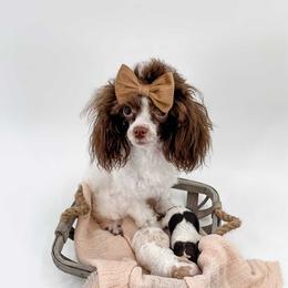 Brûlée - Poodle