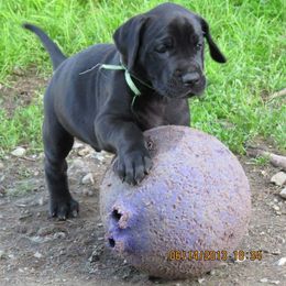 Great Dane Puppies from WYSIWYG Great!Danes