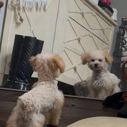 Gucci - Cream male Poodle puppy in Taylorsville, North Carolina from SilverLining highlands and hounds