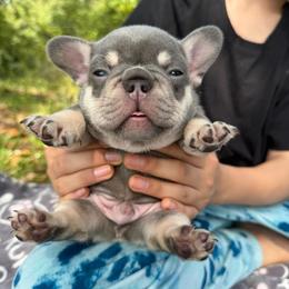 Lilac and Tan Boy (Very Chunky)(Ocean x Tortuga) - Tricolors male French Bulldog puppy in Gulf Breeze, Florida from SW Frenchies