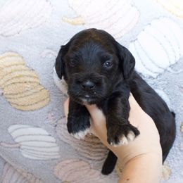 Naveen - Black and white male Cockapoo puppy in Bethlehem, Georgia from Darling Doodles